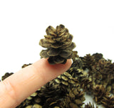 Natural Pine Cones 100 Piece Real Miniature Washington Pine Cones