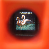 Flamingos slide from Fisher-Price Pocket Camera viewer