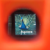 Peacock slide from Fisher-Price Pocket Camera viewer