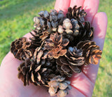 Natural Pine Cones 100 Piece Real Miniature Washington Pine Cones