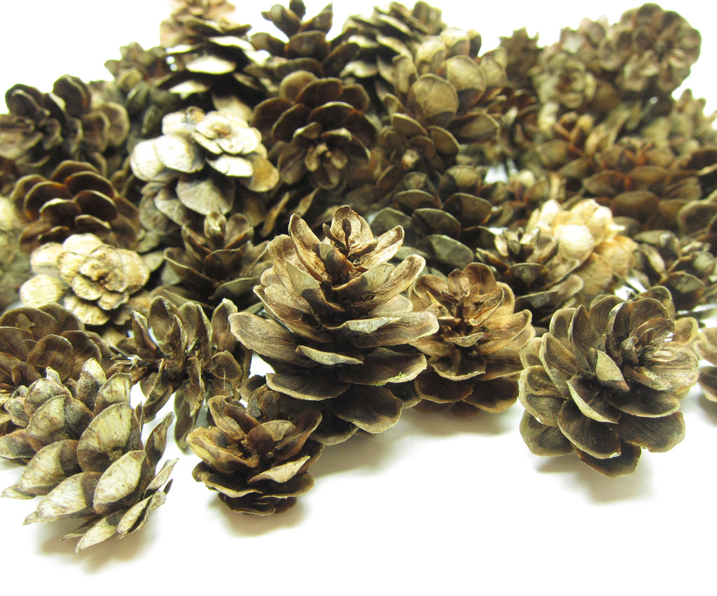 Natural Pine Cones 100 Pieces Real Miniature Washington Pine Cones